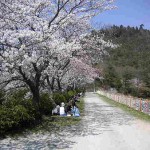 金仙寺湖の桜並木