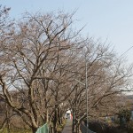 通称さくら道2011.03.27