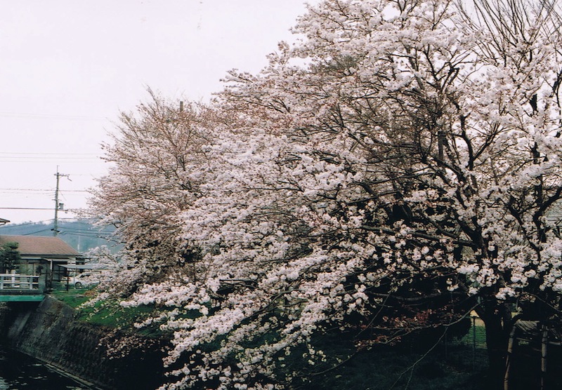 廿日田公園の桜