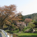 カフェ・ベルグの前の山桜