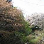 船坂川沿いの山桜