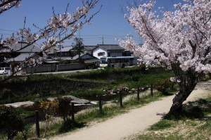 桜とやまなみバス