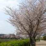 有馬川緑道の山桜
