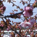 八重桜3月26日