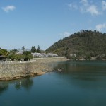金仙寺湖の桜