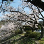 金仙寺湖の桜