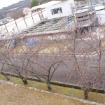丸山浄水場の八重桜