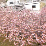2011.4.26浄水所八重桜