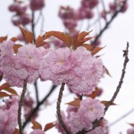 2011.4.26八重桜