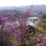 金仙寺湖の桜は落下