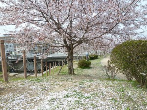 桜の有馬川緑道
