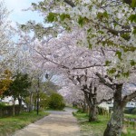 有馬川沿い満開の桜
