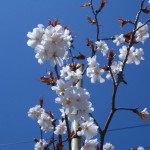 夙川舞桜