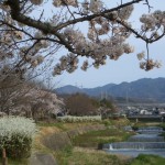 有馬川沿いの桜