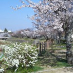 有馬川の桜