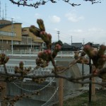 有馬川・平成橋の桜