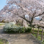 有馬川沿いのソメイヨシノ桜散り始め