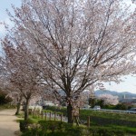 有馬川沿い満開の山桜
