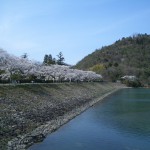 130405　金仙寺湖の桜