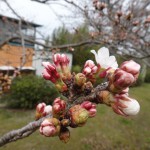金仙寺湖畔の桜