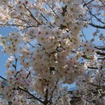 20130404満開の桜の木陰で・・・