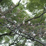 H250328 公智神社の桜2