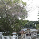 H250328 公智神社の桜1