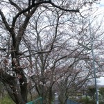H250328 さくら道の桜1