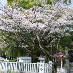 H250401 公智神社の桜