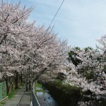 H250401 さくら道の桜1