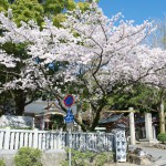 H250405 公智神社の桜