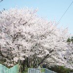 H250405 さくら道の桜
