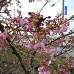 130319早咲きの河津桜
