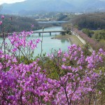 南参道金仙寺湖を眺める
