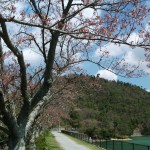 金仙寺湖の桜。もうじき葉桜になります。