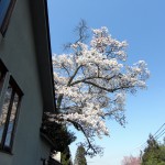 4.15保護桜