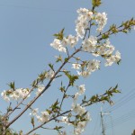 笹部桜