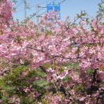 城の垣内稲荷神社　横　河津桜