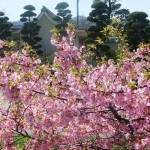 城の垣内稲荷神社　横　河津桜
