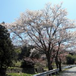 4.15ベルグ山桜