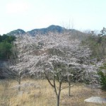4.12アリス山桜