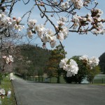 金仙寺湖の桜 