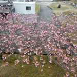 浄水場の八重桜