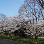 廿日田公園のしだれ桜