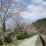 金仙寺湖畔　桜並木
