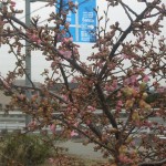 城の垣内稲荷神社　河津桜