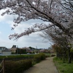 有馬川緑道の桜