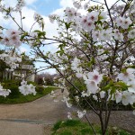 夙川舞桜も満開です