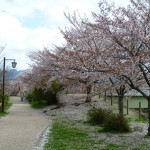 有馬川緑道の桜並木
