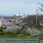大島桜も満開です